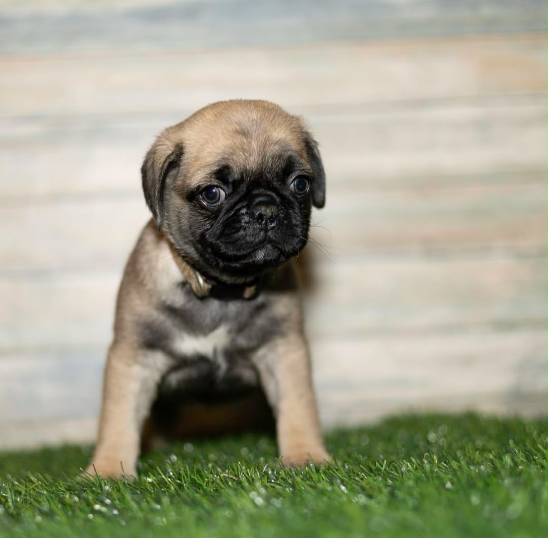 Max, a Pug male