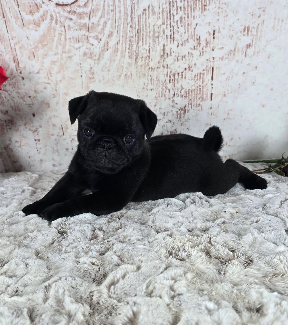 Buster photo 4