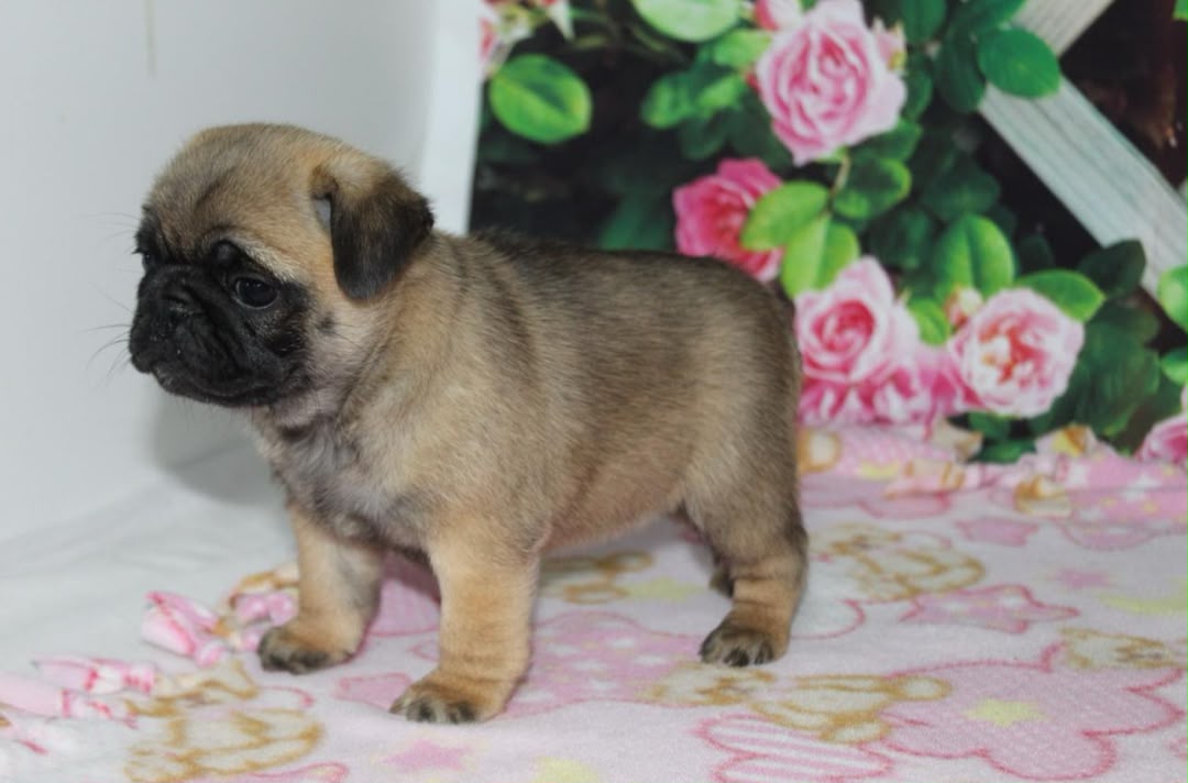 Otis photo 3