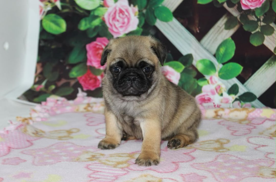 Jada, a Pug female