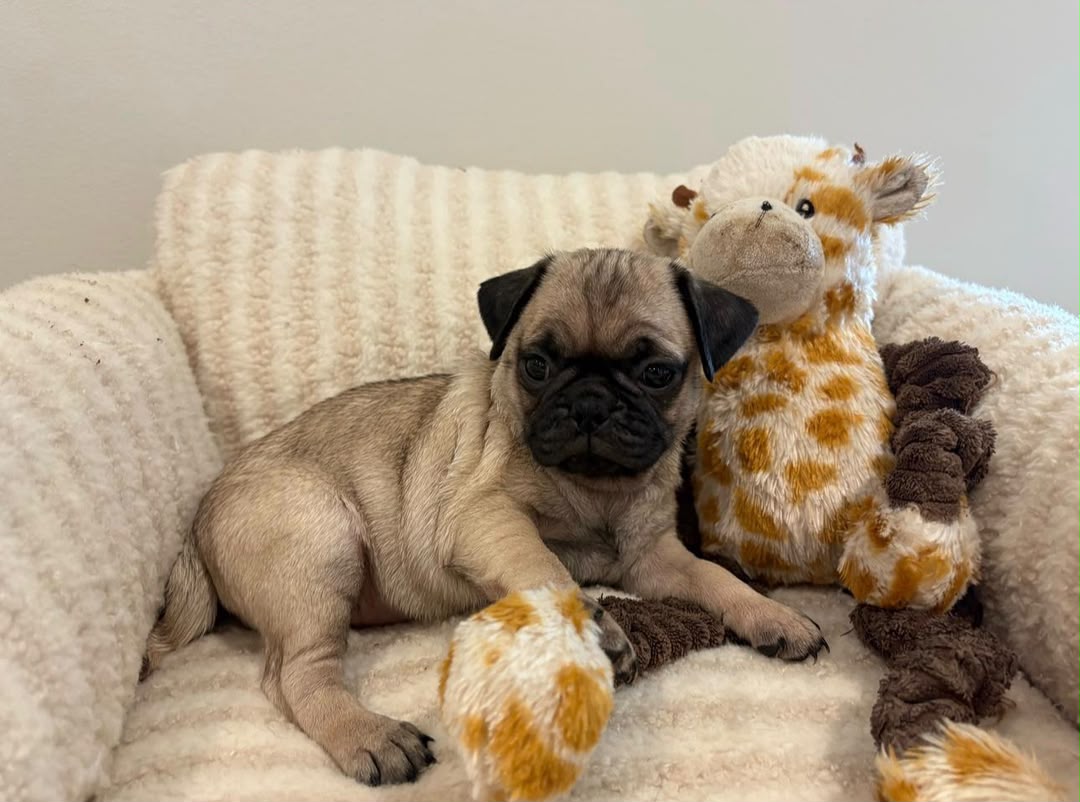 kiara photo 4